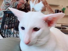 -飞行喵MR PILOT|猫舍·猫咖(静安大融城店)