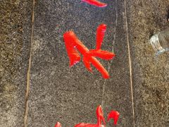 -胡记真不同饭店(临河街店)