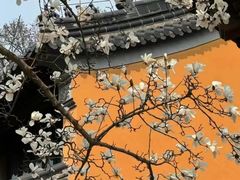 -灵谷景区