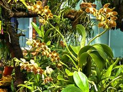 -国家植物园南园