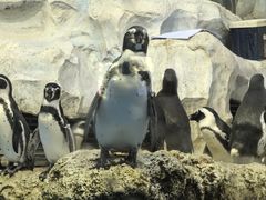 -帝企鹅自助餐厅•儿童岛•真企鹅(长隆企鹅酒店)