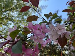 -长白岛森林公园