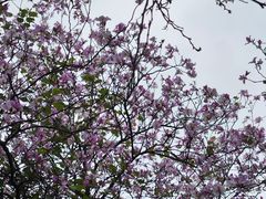-广东花都湖国家湿地公园