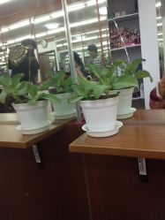 绿色小植物-思密达