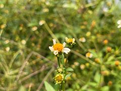 -汉丽斯巴西烤肉自助(市南店)