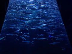 -海洋公园海洋列车－海滨站