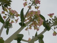 -中国天府农业博览园