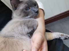 -宠爱国际动物医院· 猫科· 外科·中兽医(长白店)