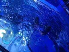 -上海海昌海洋公园