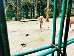 -武陵山森林公园