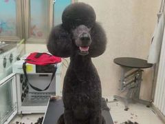 -乐琪宠物(青塔西路店)