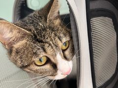 -瑞派·关忠动物医院·猫专科·犬专科(三环新城店)