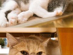 -飞行喵MR PILOT|猫舍·猫咖(静安大融城店)