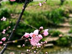-田园东方蜜桃村的田野营地