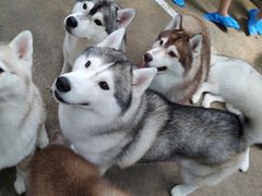 -TrueLove @ Neverland (Husky Cafe)