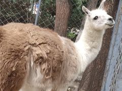 -长白岛森林公园