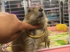 -钓仓鼠(洋桥北里小区店)