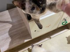 -藏猫猫咖啡主题馆(中央大道店)