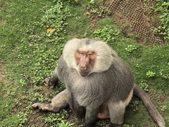 -西霞口神雕山野生动物世界