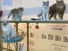 -糯米喵星人·撸猫猫舍咖啡馆(西市场嘉华店)