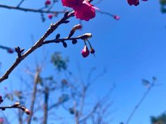 -神光山国家森林公园