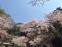 -醍醐寺