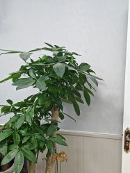 -成都军建医院·医疗整形