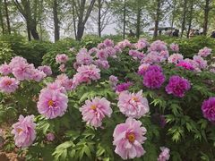 -石家庄市植物园