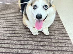 -爱妮康宠物医院·干细胞免疫细胞·肿瘤·心脏(张江店)