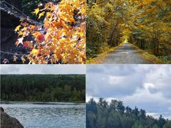 -五营红松林海景区