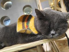 -豆逗聊愈猫阁Easy Life