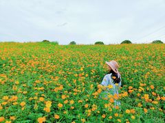 -紫颐香薰山谷景区