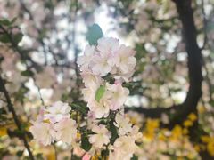 -海棠花溪(元大都城垣遗址公园)