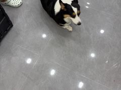 -瑞鹏·疫苗·绝育·宠物医院(广九店)