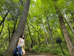 -五营红松林海景区