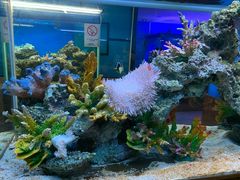 -御唐府海珊瑚主题餐厅
