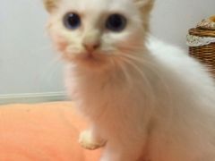 -Oh My Dog宠物沙龙(伊珊娜皮毛护理店)