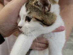 -楼上猫咖(罗湖店)