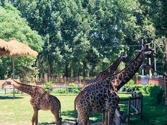 -北京野生动物园