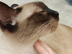 -猫力发电所·宠物专门店