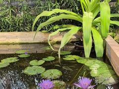 -国家植物园南园