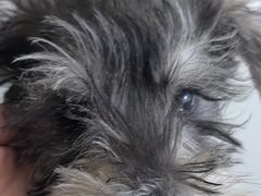 -瑞派福兴宠物医院犬猫全科·骨科·中西医结合(河东店)