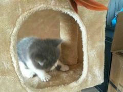 -宠爱多约克夏马尔济斯泰迪小型犬专卖