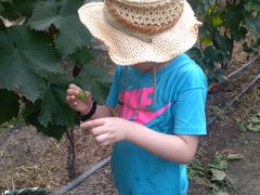 -马陆小张葡萄园农家乐