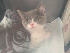 -佳怡动物医院·平价24小时·猫专科骨外科