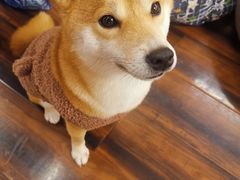 -豆柴町-柴犬主题狗咖(红鼎国际C座店)