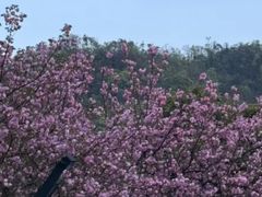 -桃花岭景区