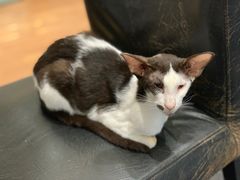 -猫色咖啡·猫咖