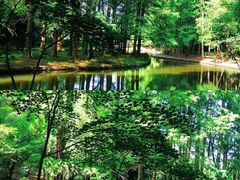 -上海共青森林公园