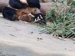 -都江堰中华大熊猫苑